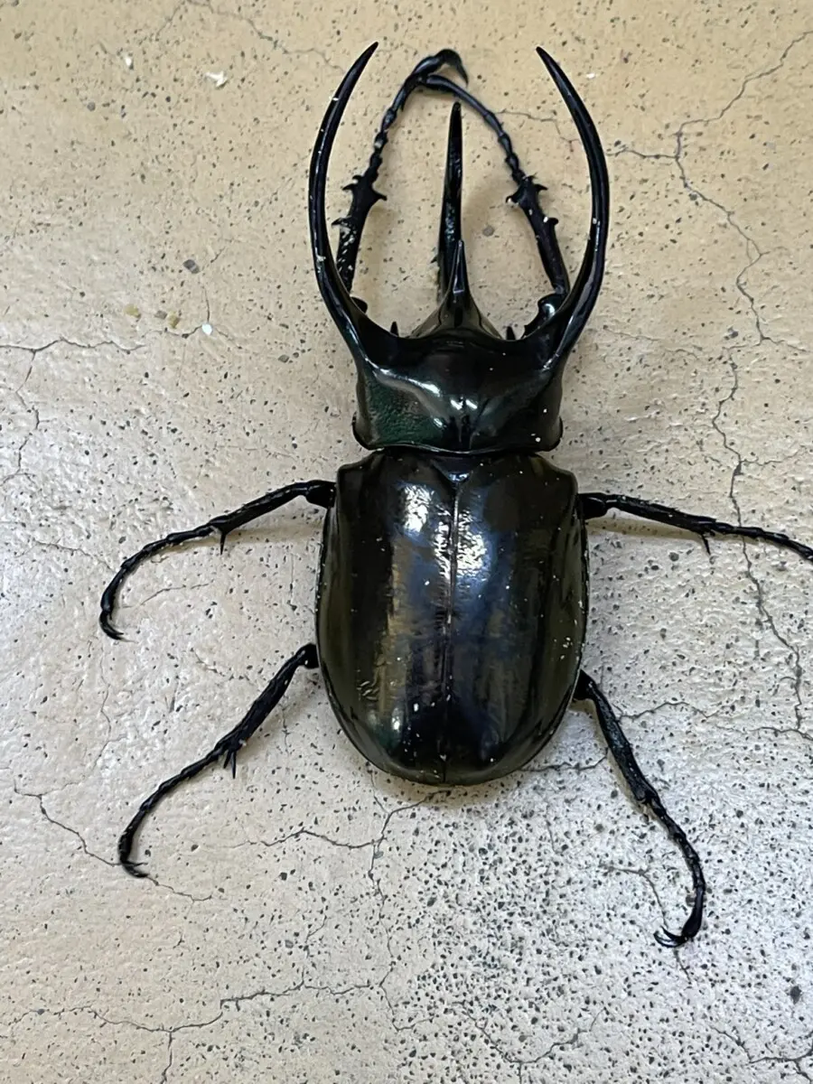 アトラス ゴホンヅノ 標本セット 靠れる 