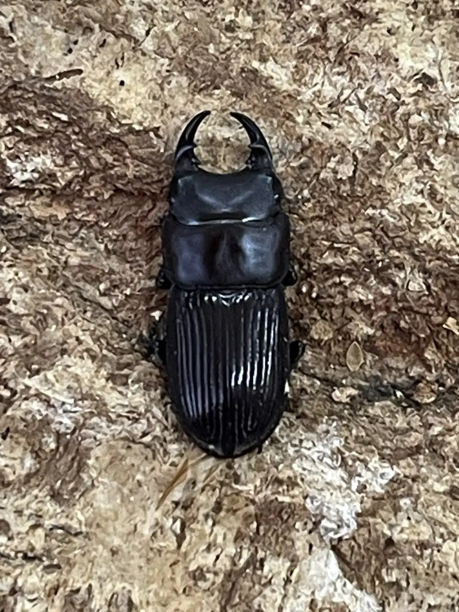 ナカネネブトクワガタ 20ミリペア - クワガタ横丁