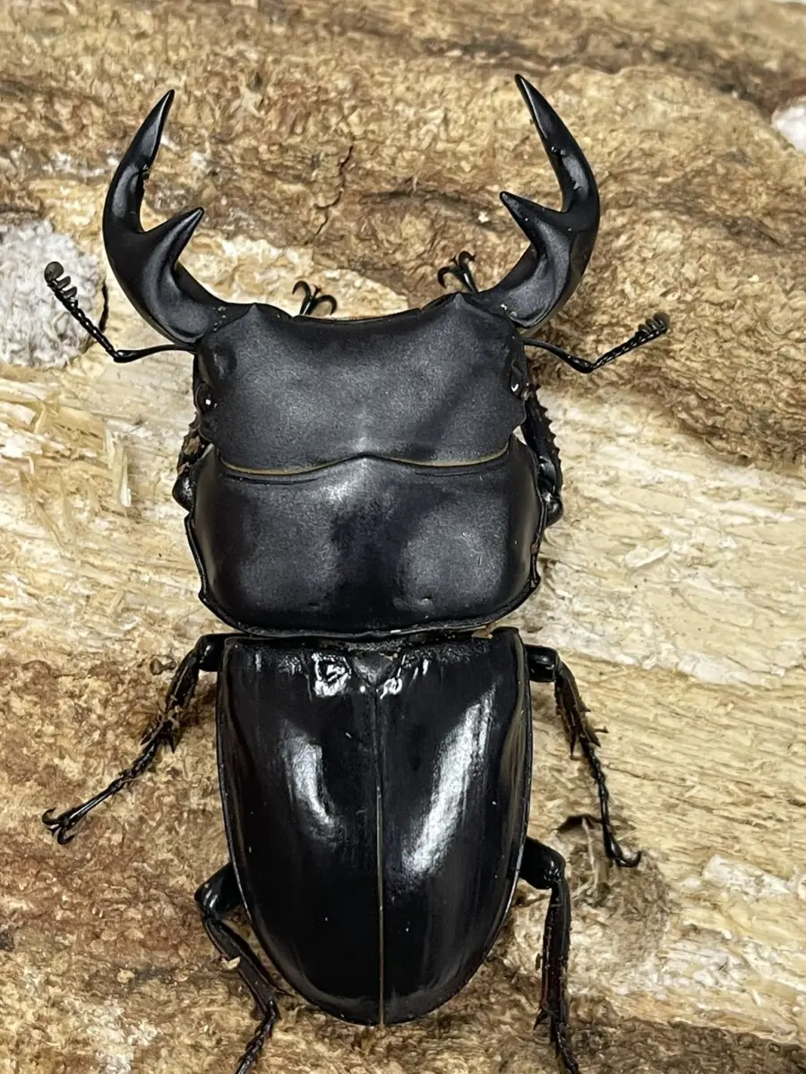 オオクワガタ 標本 特大 オオクワガタ♂71＋♀47（クワガタ標本