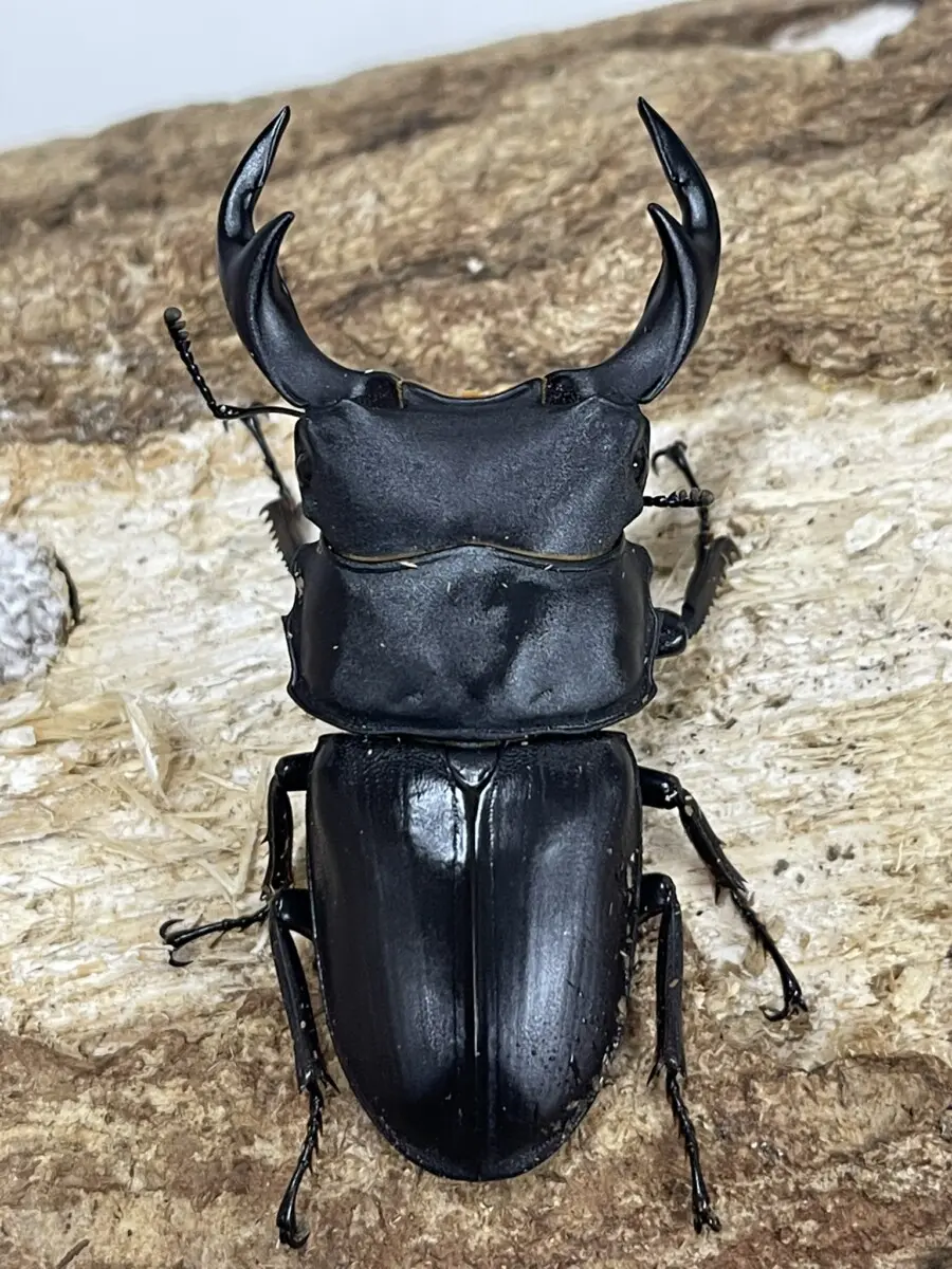 長崎県 対馬産 オオクワガタ メス 野外品 座標付き 国産オオクワガタ 対馬 61ミリペア - クワガタ横丁