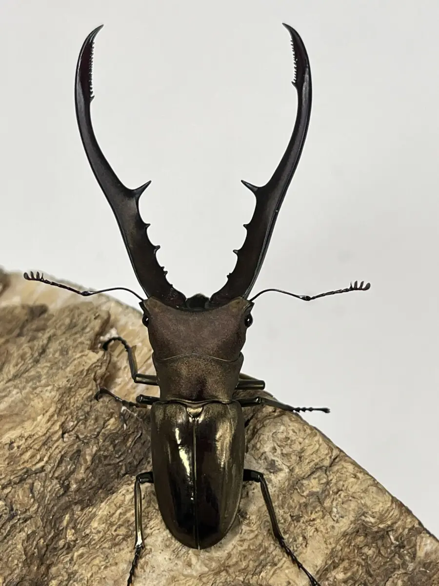 【he@ven】メタリフェル　ホソアカ　ペレン産　2ペア　♂85.0㎜、80.5㎜　♀28.2㎜、26.9㎜　Ｇ 最大亜種 ペレン島! メタリフェルホソアカ WD 成虫♂70⁄80⁄85⁄90mmUP