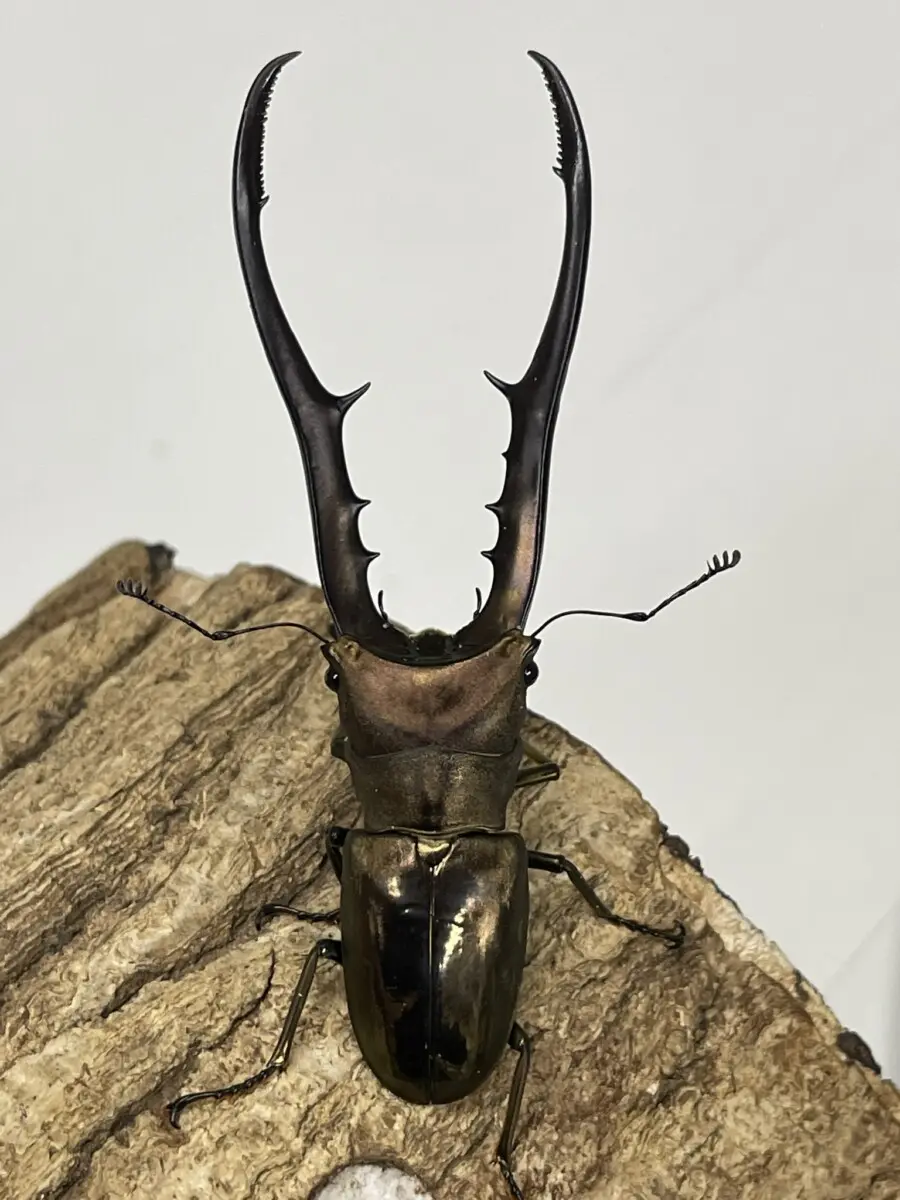 新商品 - クワガタ横丁