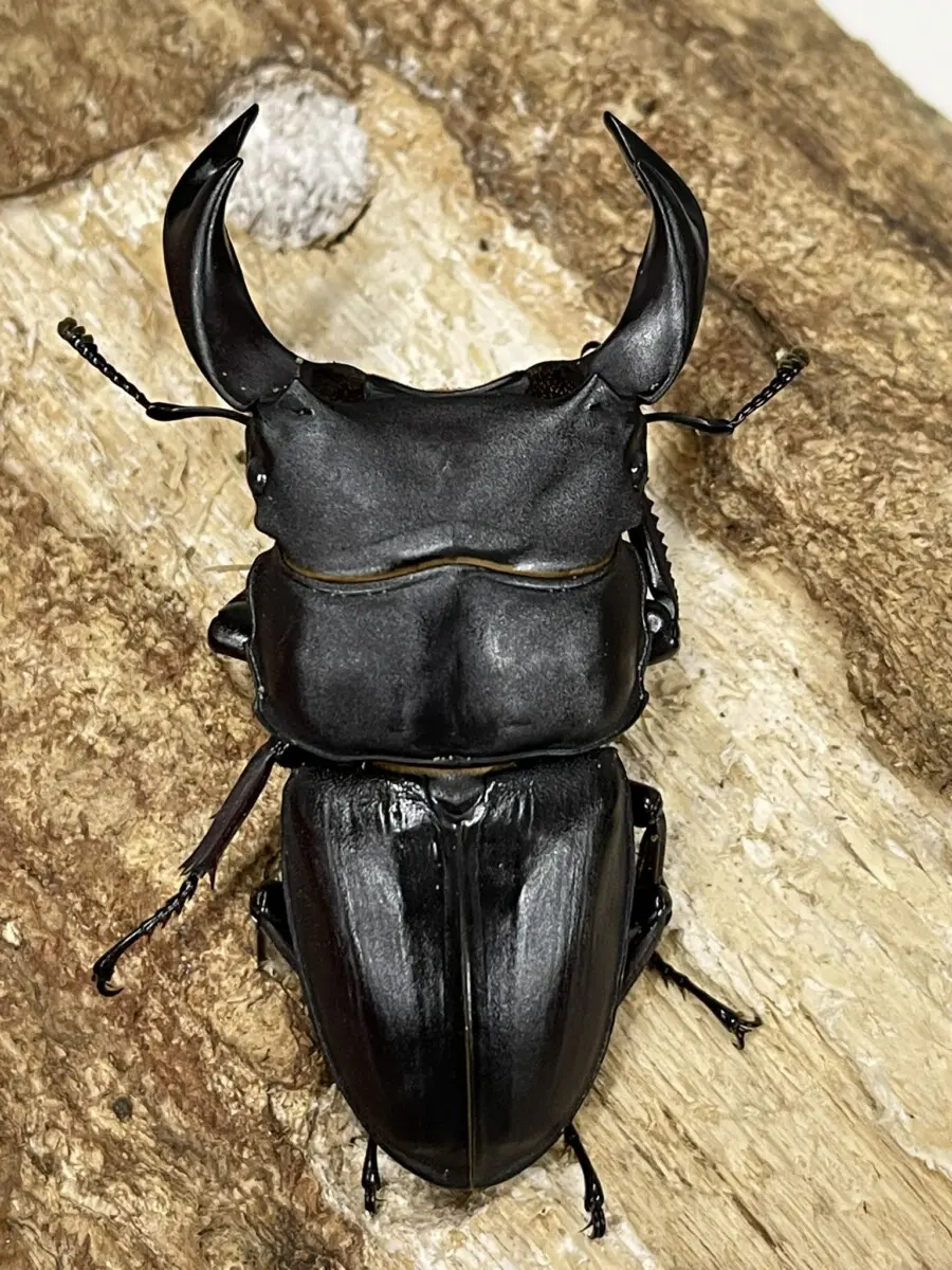 限定！細い♂は羽化していない極太の種付き♀単品！ おすすめ80mm タランドゥスオオツヤクワガタ ペア | Pay ID