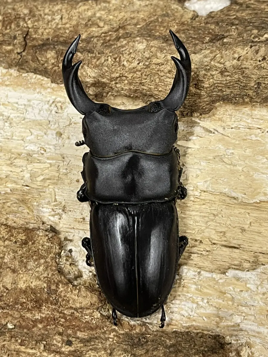 津市 - クワガタ横丁