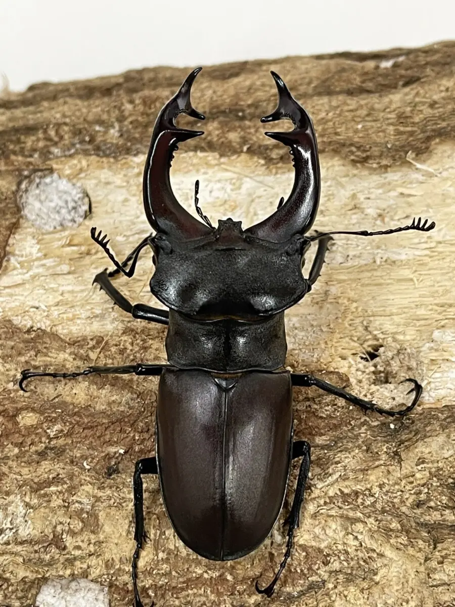 ホーム - クワガタ横丁