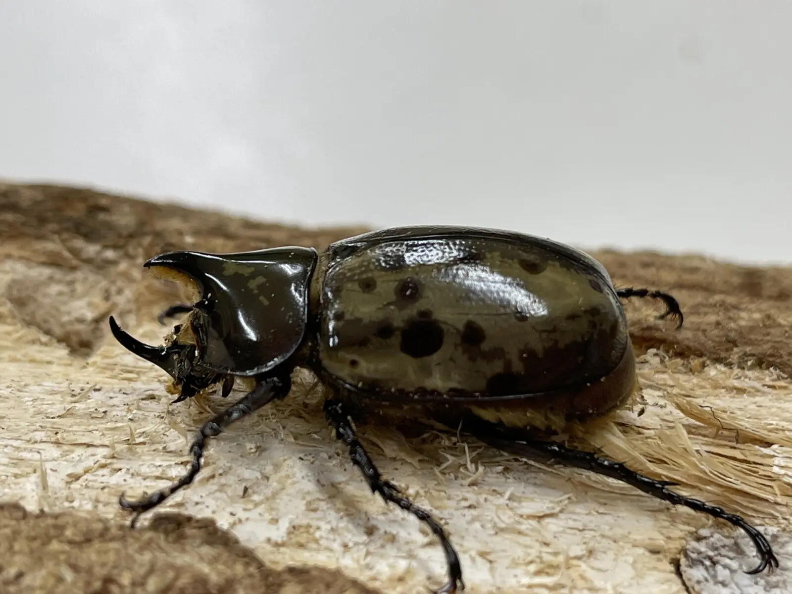 ティティウスシロカブト 40UP♂単品 - クワガタ横丁