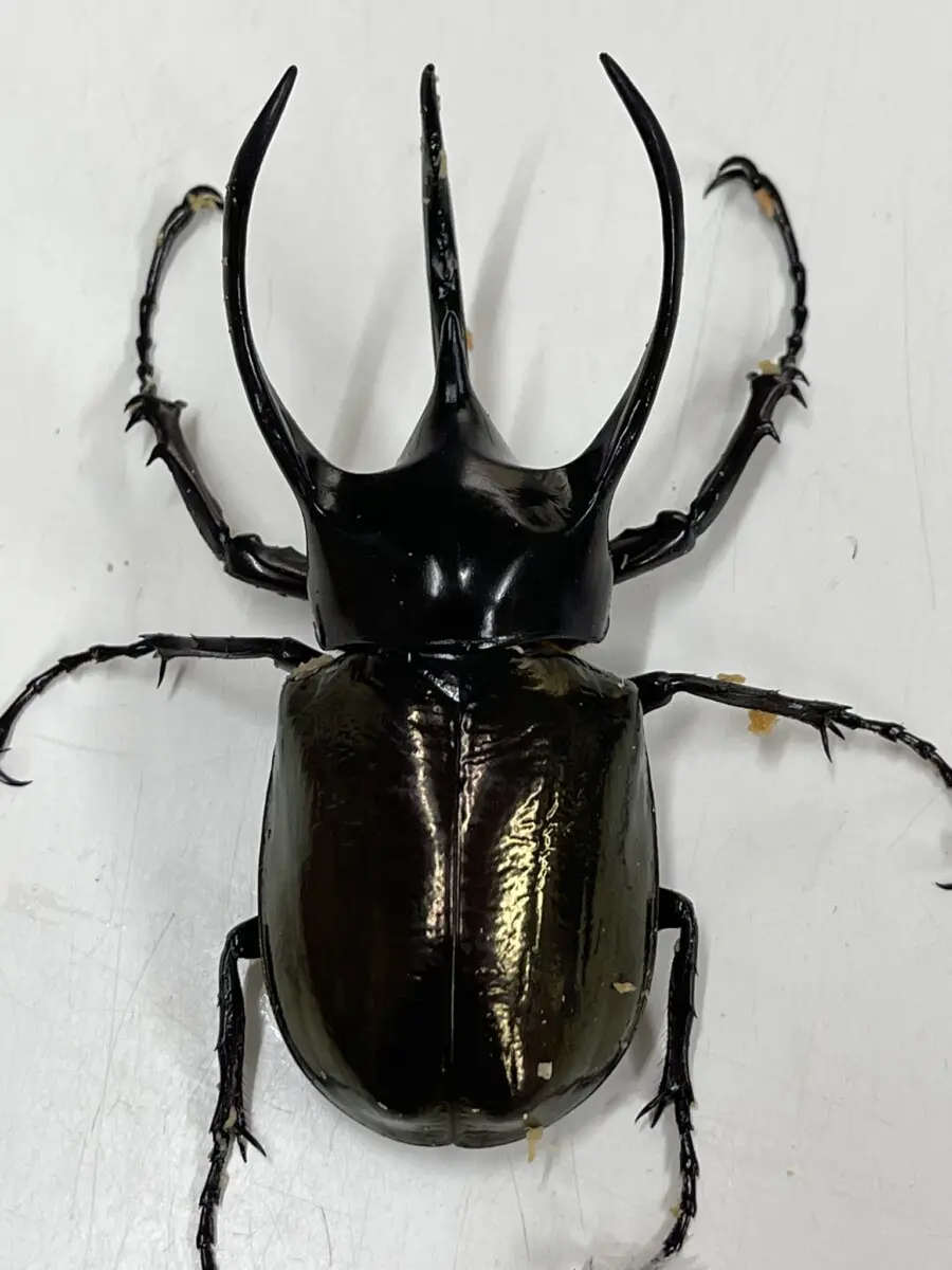 黄金のコーカサスオオカブト アニア ゴールドコーカサスオオカブトがもらえるキャンペーン