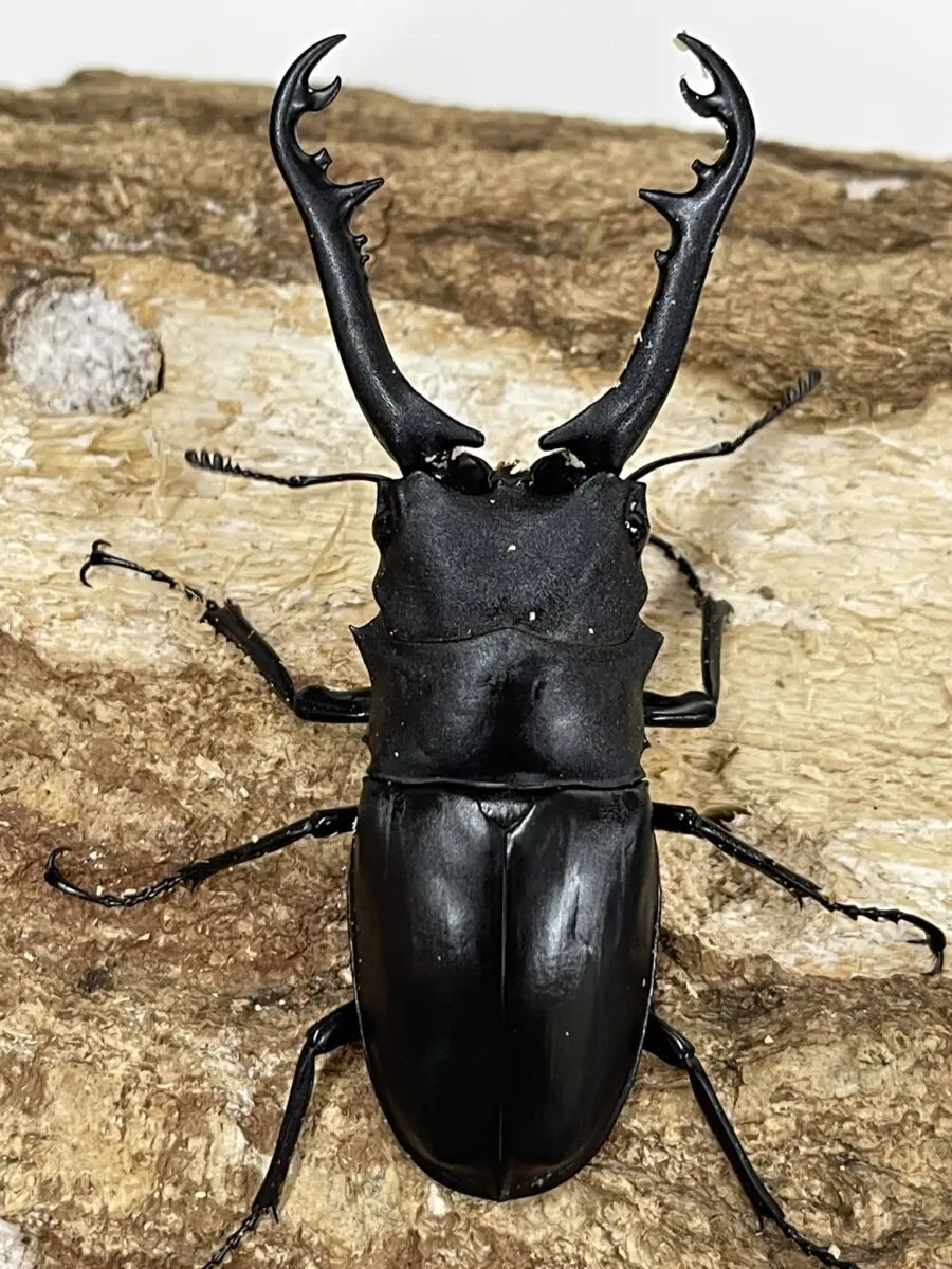 ギラファノコギリクワガタ （亜種ニシカワイ）♂87.2mm 単品