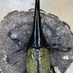 ヘラクレス・ヘラクレス 162ミリペア - クワガタ横丁