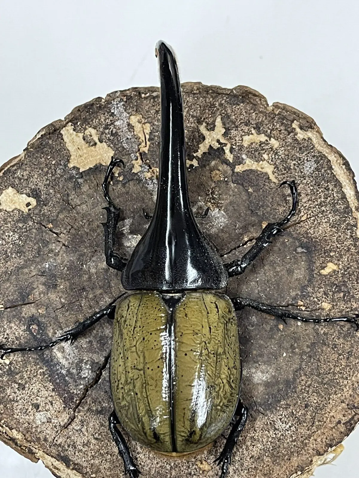 ■ヘラクレス牧場 №04-08 へラクレスヘラクレス ♂１匹・♀1匹 計2匹 共に未後食 へラクレス\" - Results on X | Live Posts \u0026 Updates