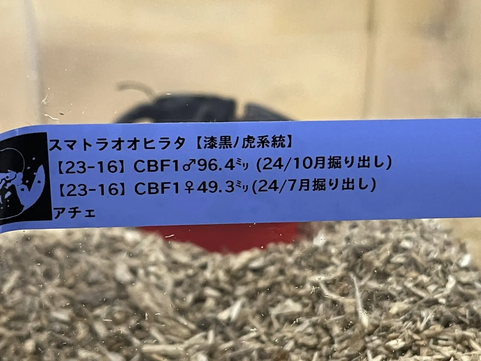 スマトラオオヒラタ アチェ 96ミリペア - クワガタ横丁