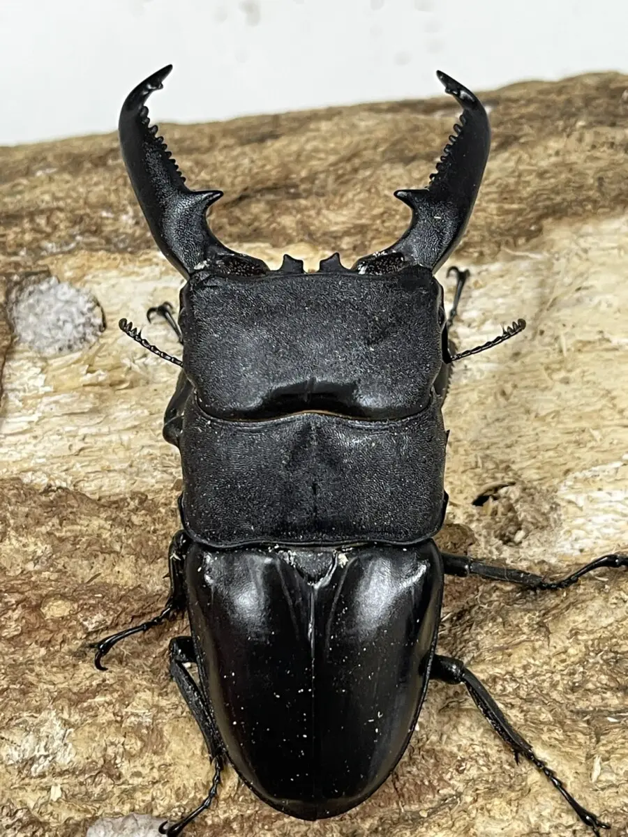 【標本】パラワンオオヒラタクワガタ　パラワン島産　103.5ミリ　野外品 標本パラワンオオヒラタクワガタ パラワン島産 103.5ミリ 野外品