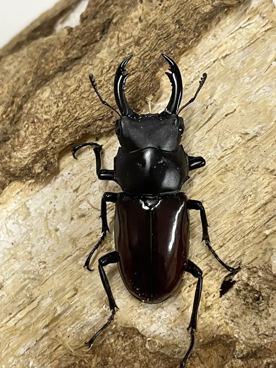 小麦さま専用　最終値下げ！鑑別書付　希少ロシア産フェナカイト3.75ct Amazon.co.jp: cerapockke 令和粉引 削 小鉢13.5cm 国産 美濃焼