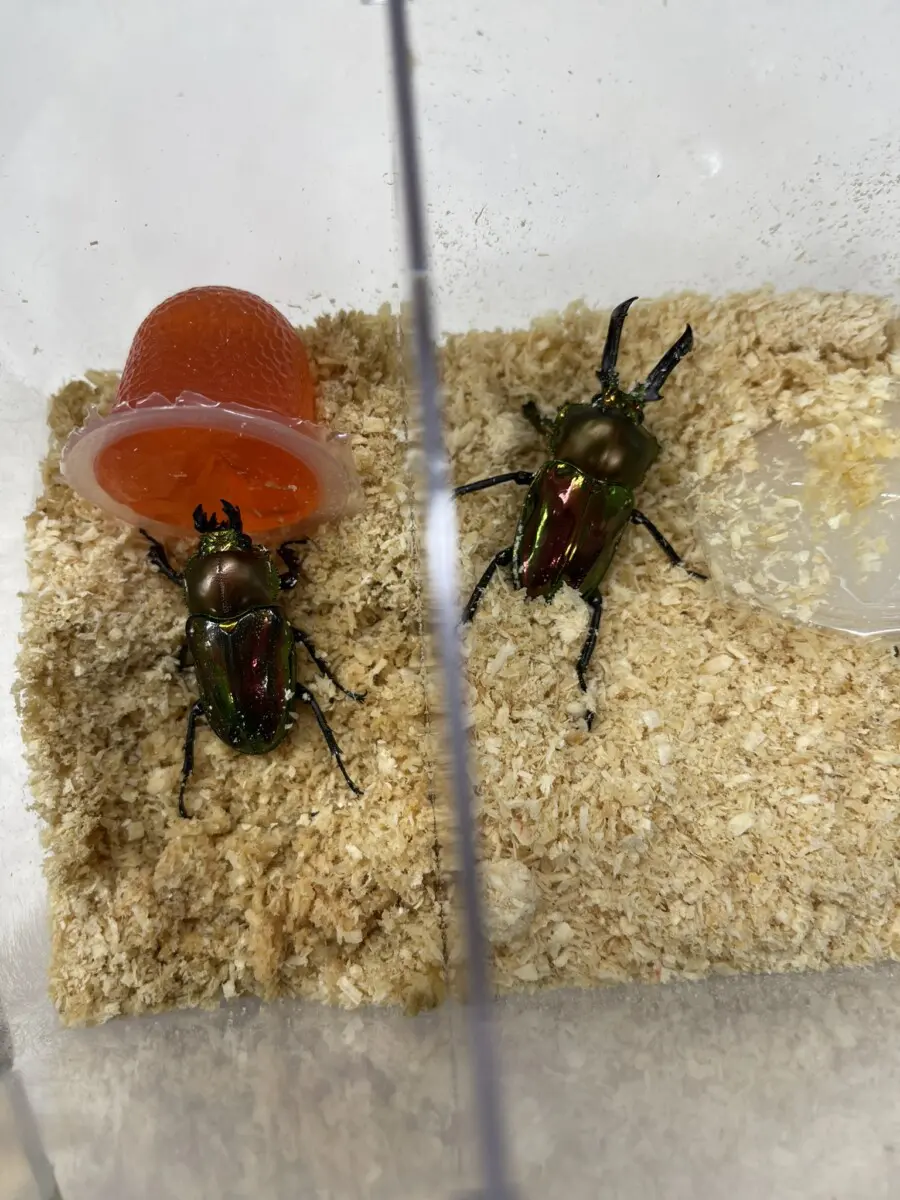 ニジイロクワガタ 45UPペア - クワガタ横丁