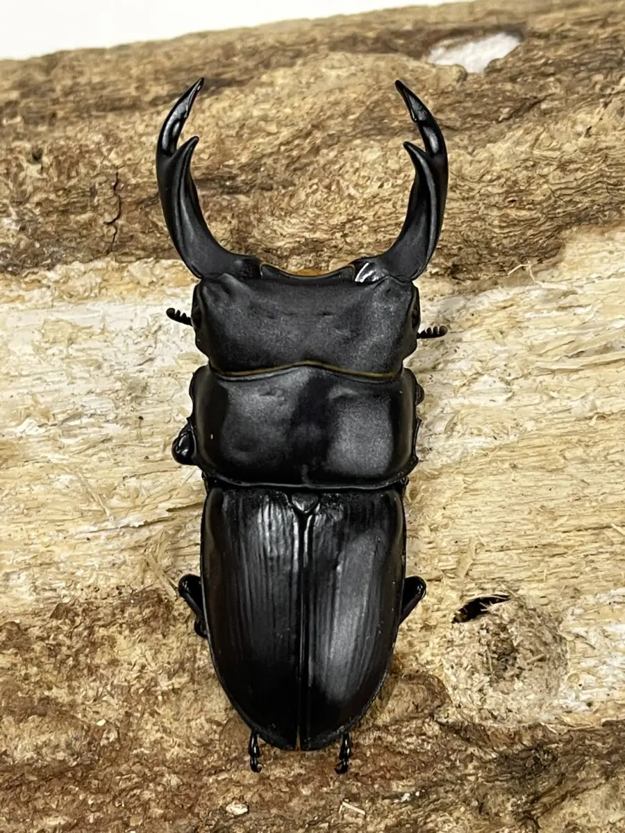 インドネシアWild便】95ミリUP マンディブラリスフタマタ ペア