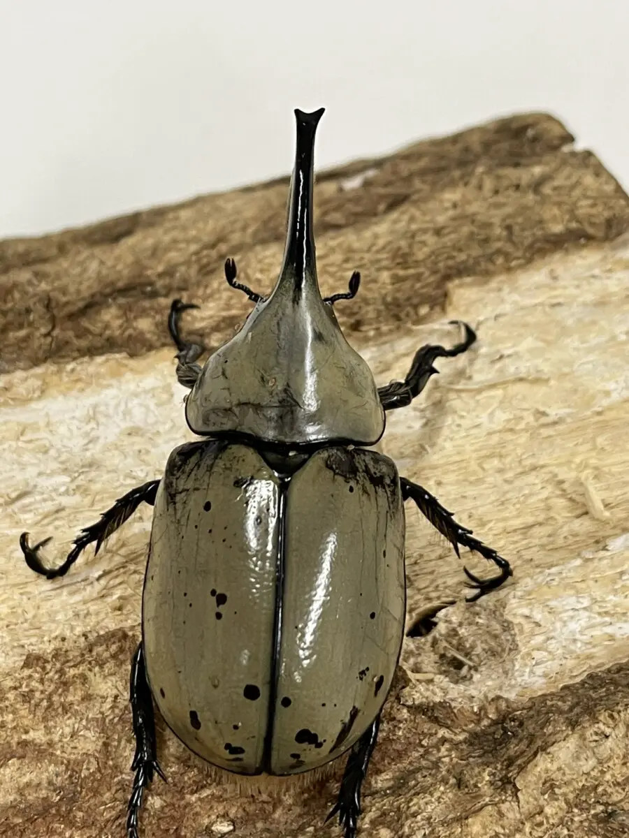 グラントシロカブト 60台ペア - クワガタ横丁