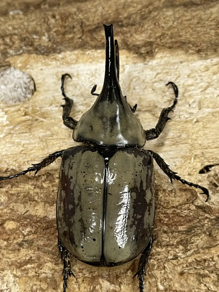 モロンシロカブト♂野外標本 モロンシロカブト野外標本