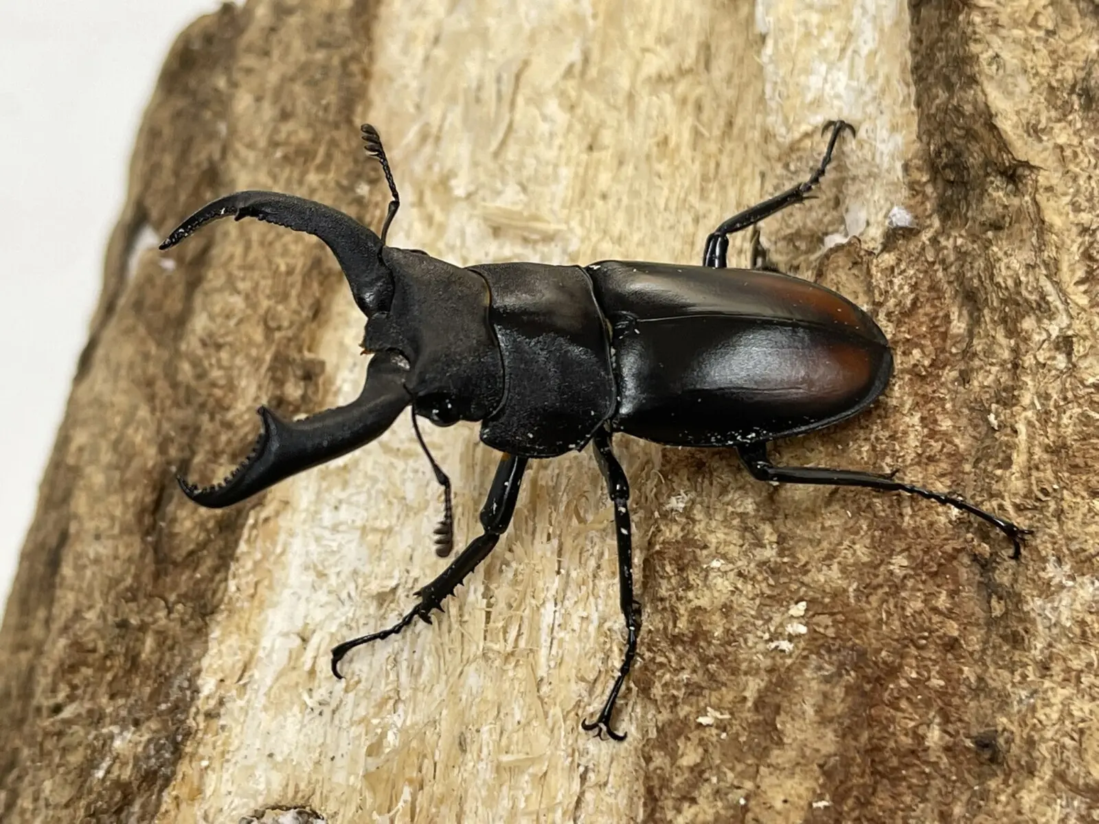 マキシカクワガタ 56ミリペア - クワガタ横丁