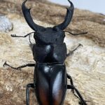 マキシカクワガタ 56ミリペア - クワガタ横丁