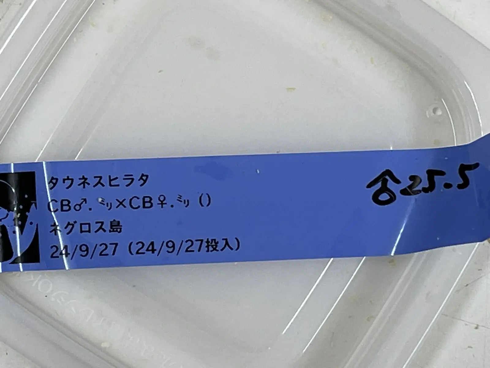 タウネスヒラタ 32ミリペア - クワガタ横丁