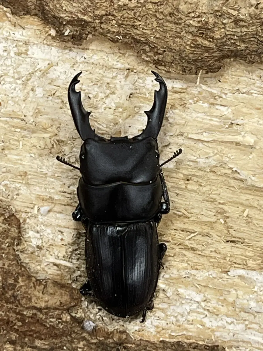 クワカブ好き クワカブの部屋三森氏作 - クワガタ横丁