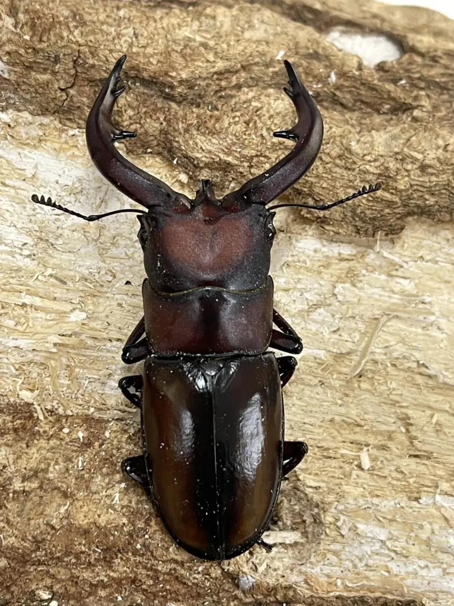 国産クワガタ幼虫 - クワガタ横丁