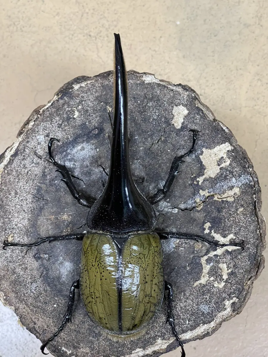 ■ヘラクレス牧場 №07-17　 へラクレスヘラクレス ♂1匹 単品 後食済 ヘラクレステソーロ (Herakles Tesoro) | 競走馬データ - netkeiba