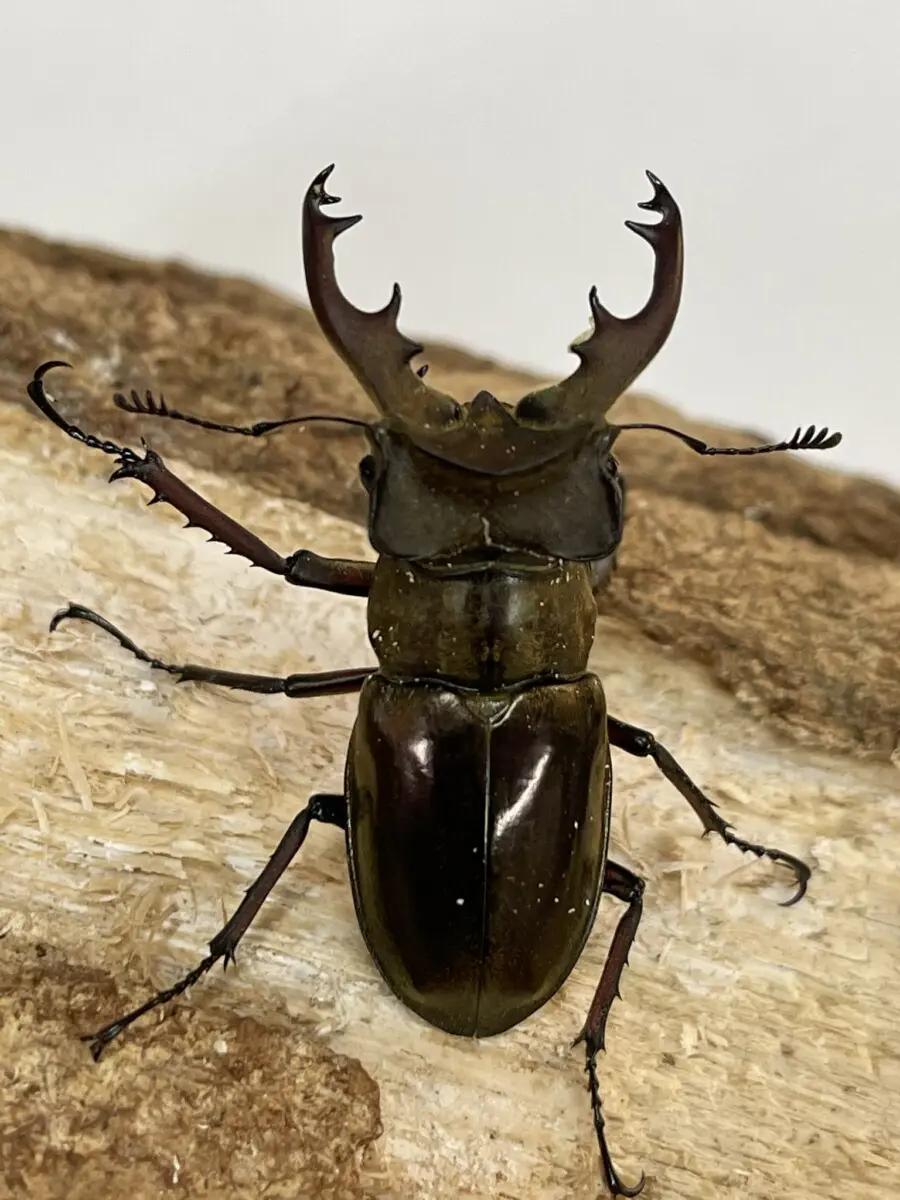 ホーム - クワガタ横丁