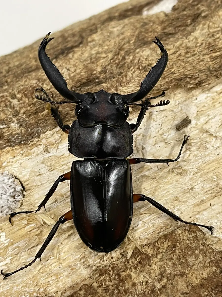 R.ディデエールシカクワガタ　野外品　雄73ミリ くわかぶプラネット / ディディエールシカクワガタペア