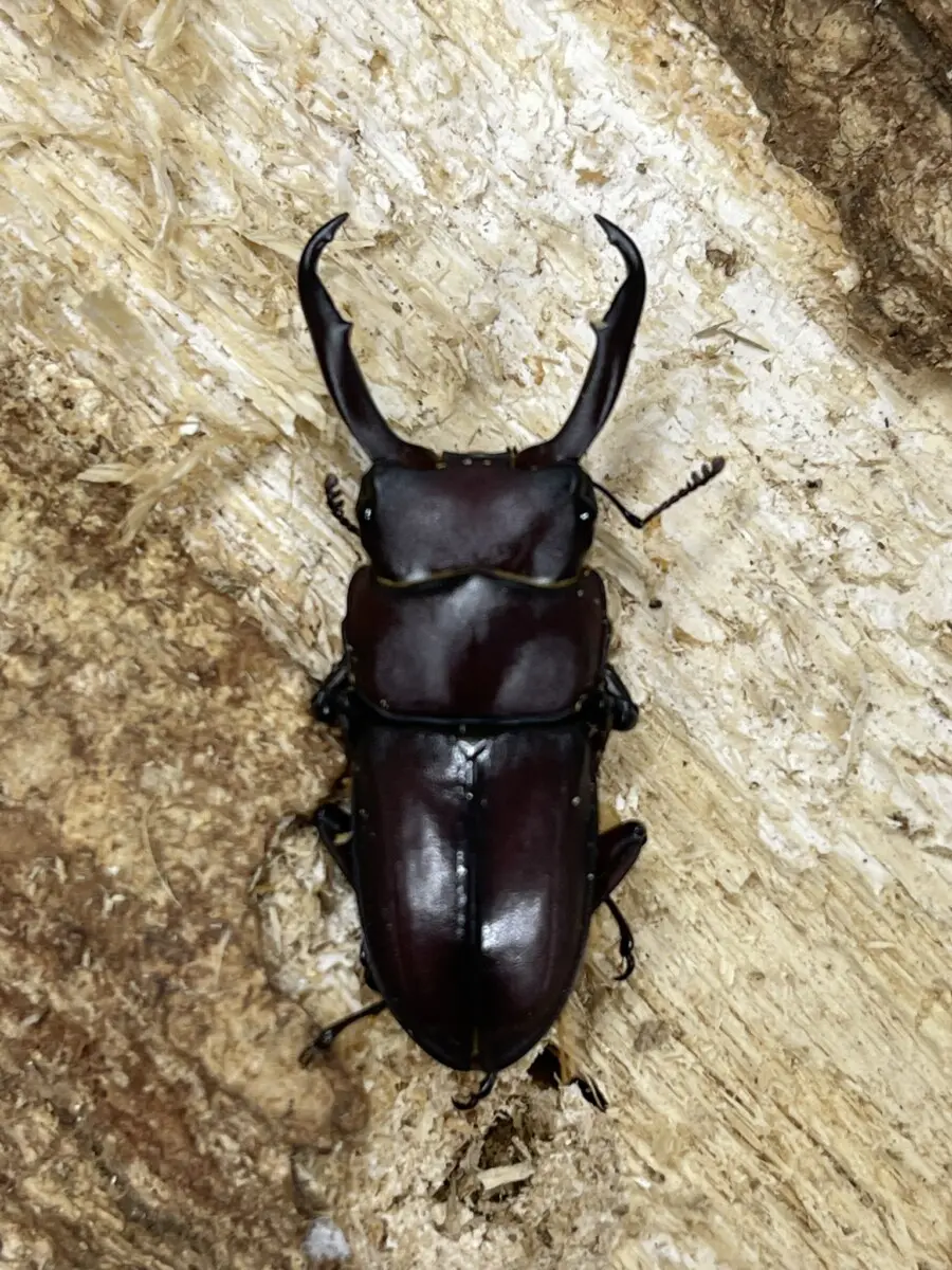 グリコ　ジェットメカ昆虫　クワガタＢ　送料込み グリコ ジェットメカ昆虫 クワガタB 送料込み グリコ ジェット