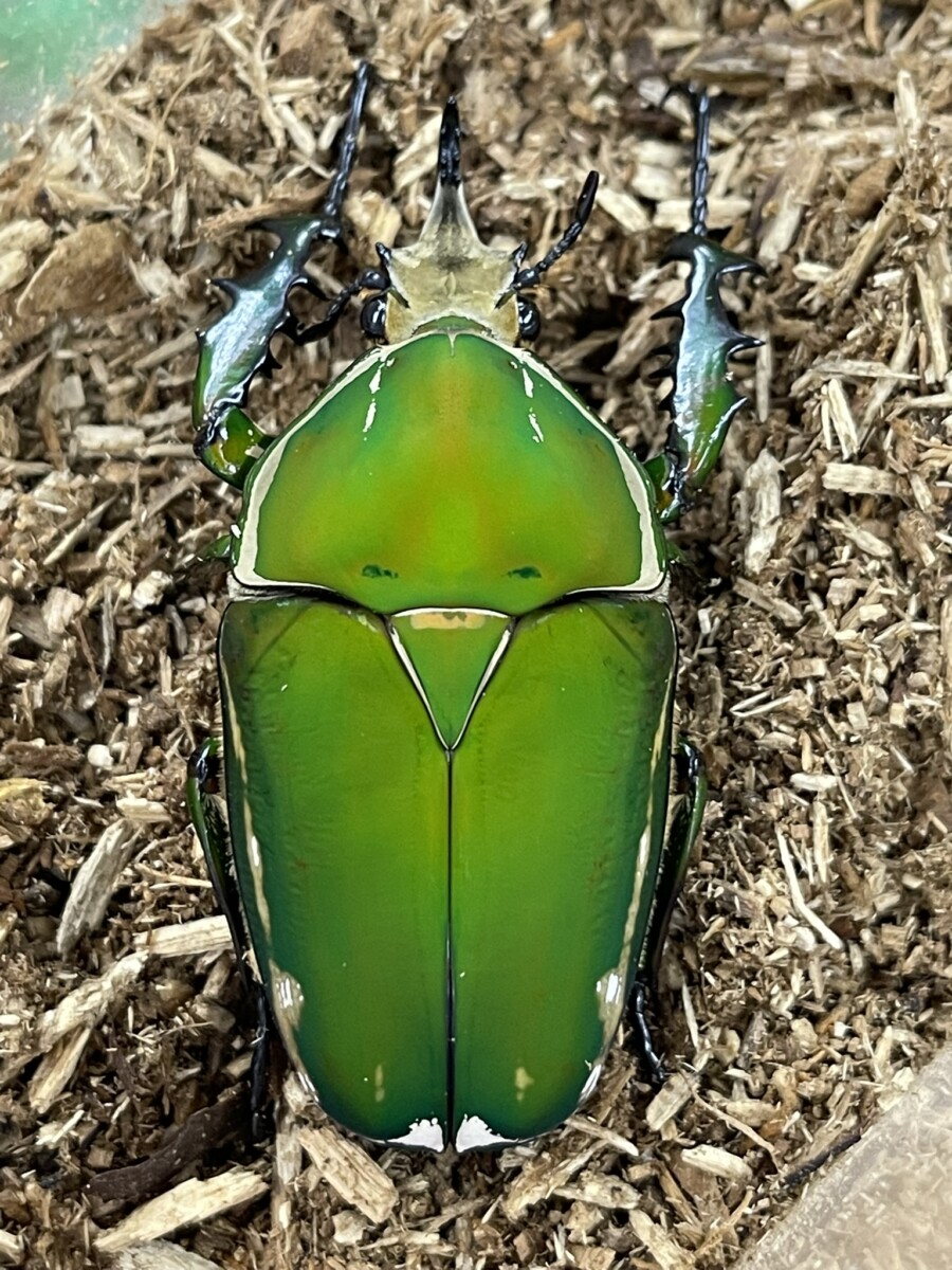 25061904