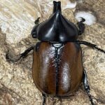 フンボルトヒナカブト 43ミリペア - クワガタ横丁