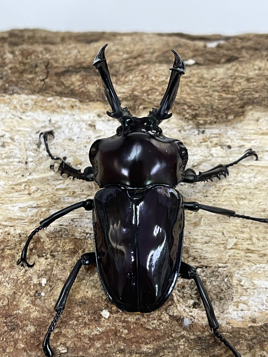 25062004