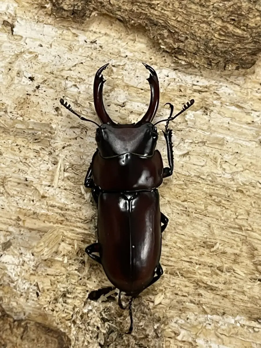 モフモフの立て髪のゴリラコガネ⑧【標本】 モフモフの立て髪のゴリラコガネ⑧【標本】（モフモフの立て髪の