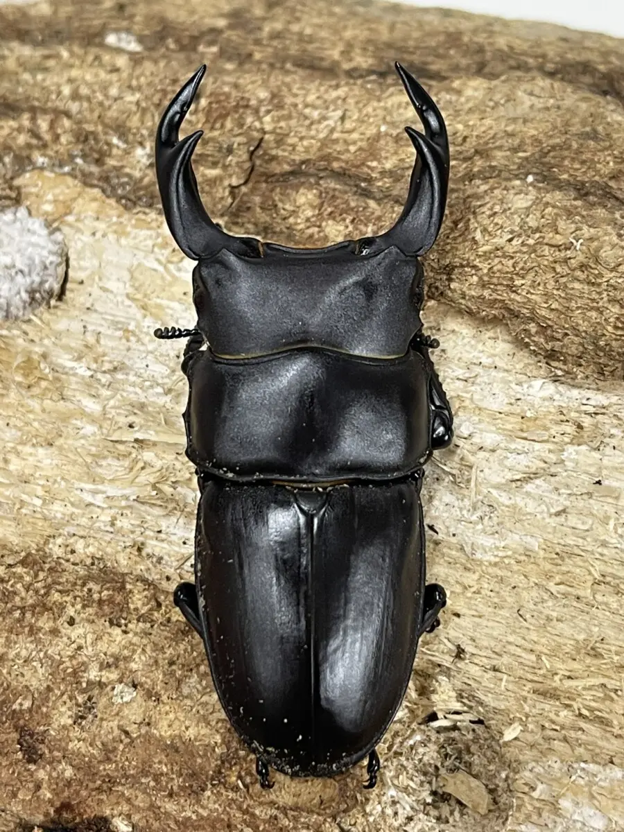 岩手県産　オオクワガタ♂52♀37 国産オオクワガタ 岩手県奥州市 66ミリペア - クワガタ横丁