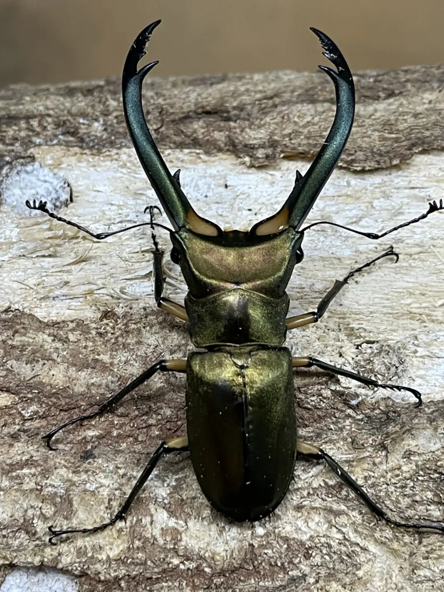 標本】 大型（特殊色） エラフスホソアカクワガタ ♂85．5mm