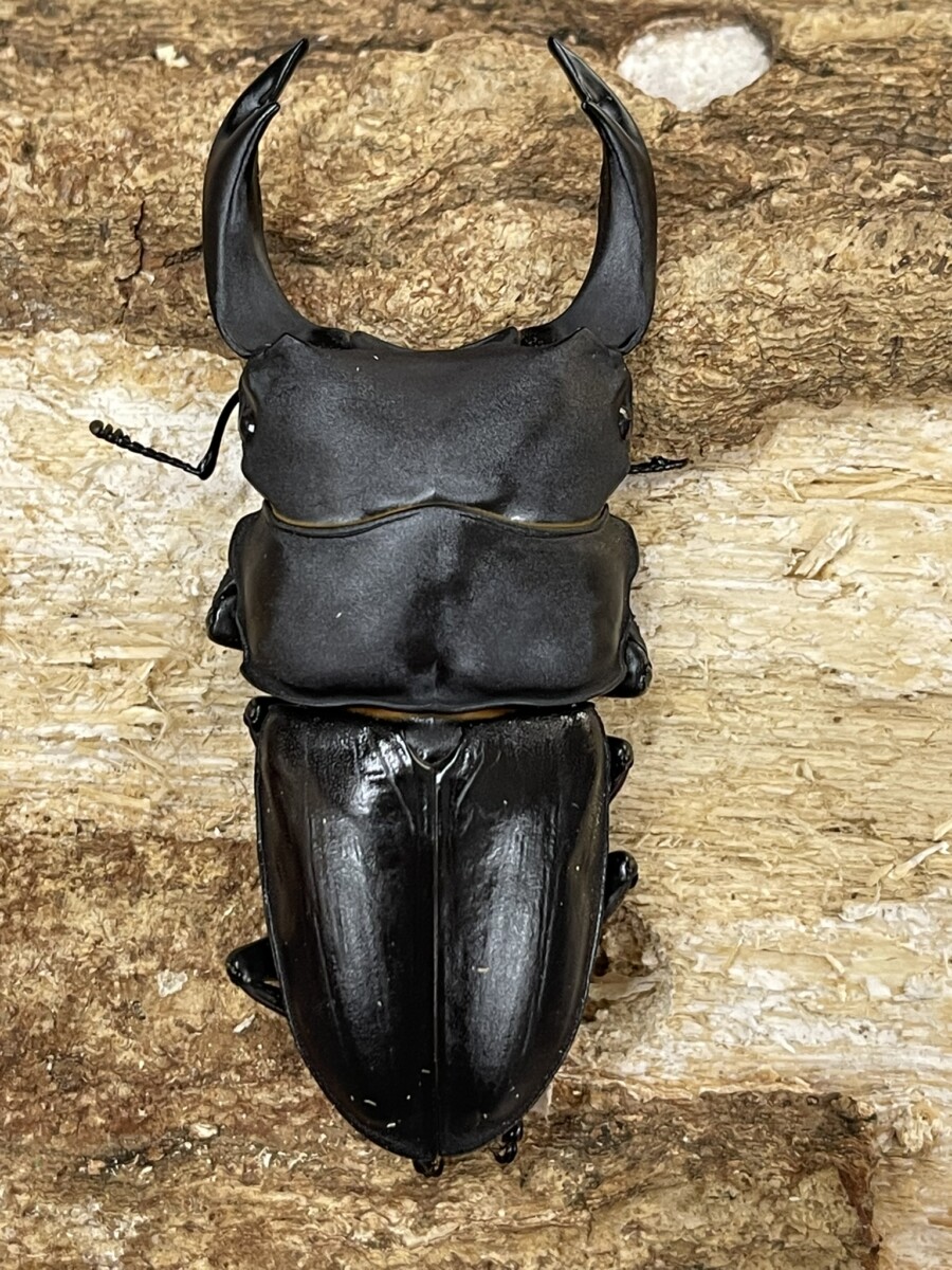 25070409
