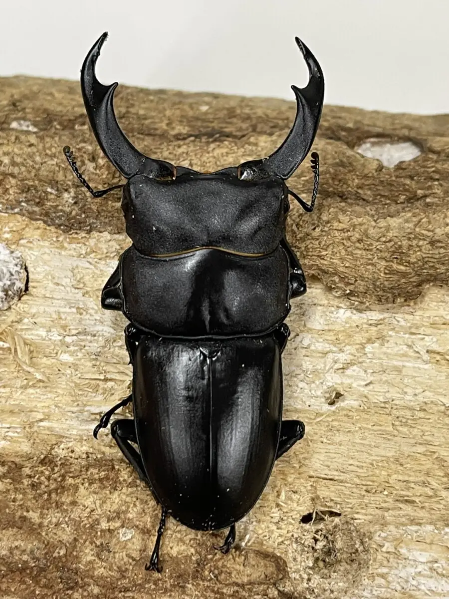 クワガタ　ジオラマ　シェンクリングオオクワガタ シェンクリングオオクワガタ - クワガタ・カブトムシ飼育情報