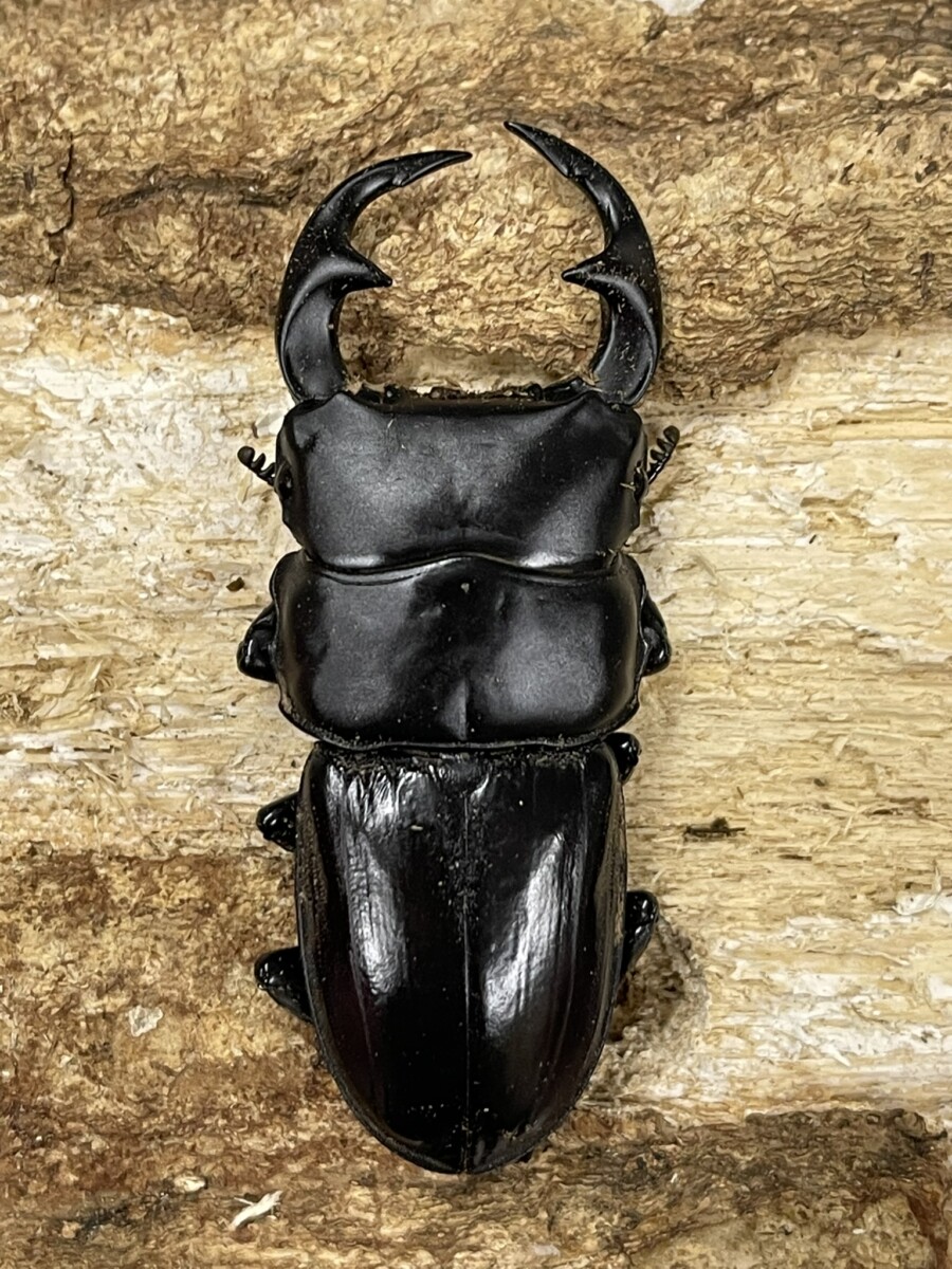 25071103