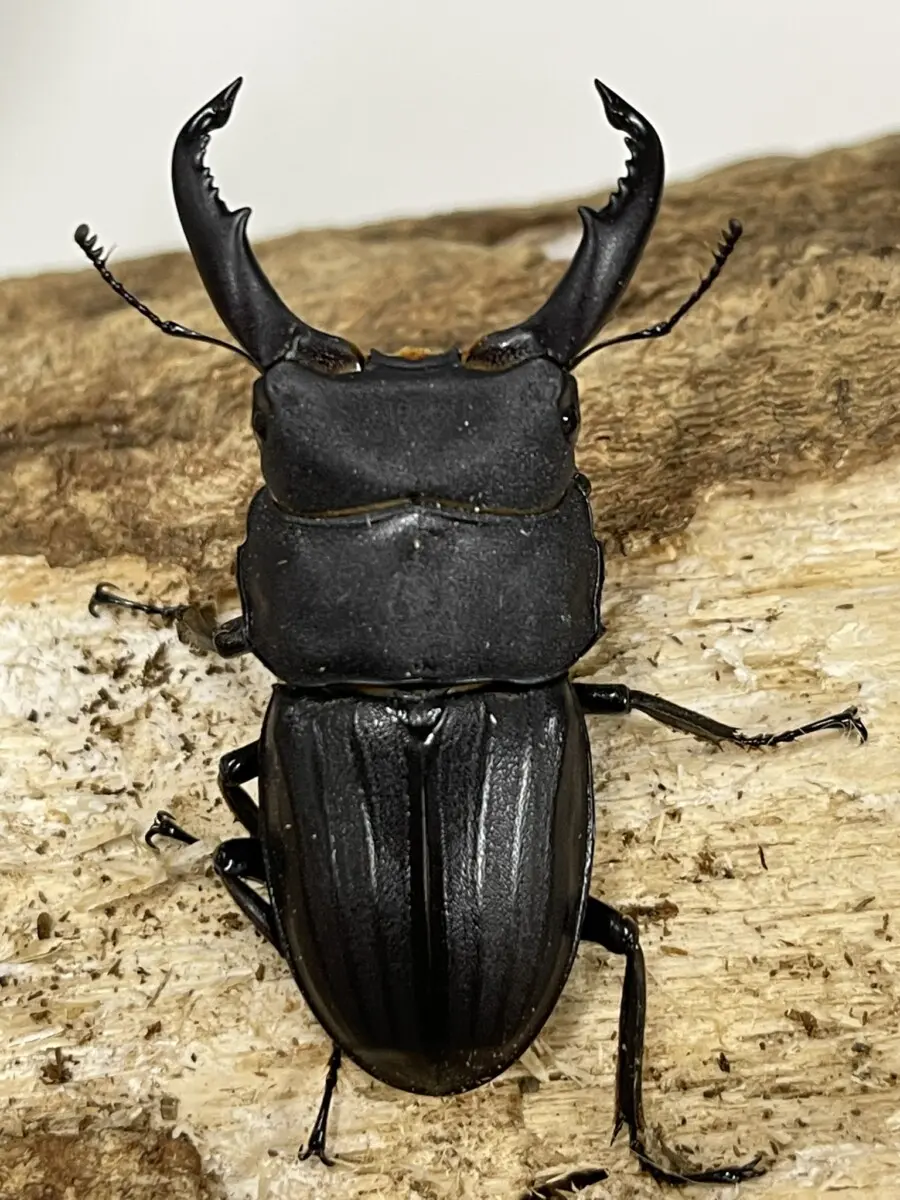 　2個口 ローゼンベルグオウゴンオニクワガタ ♂61ミリ♀47ミリ・現地