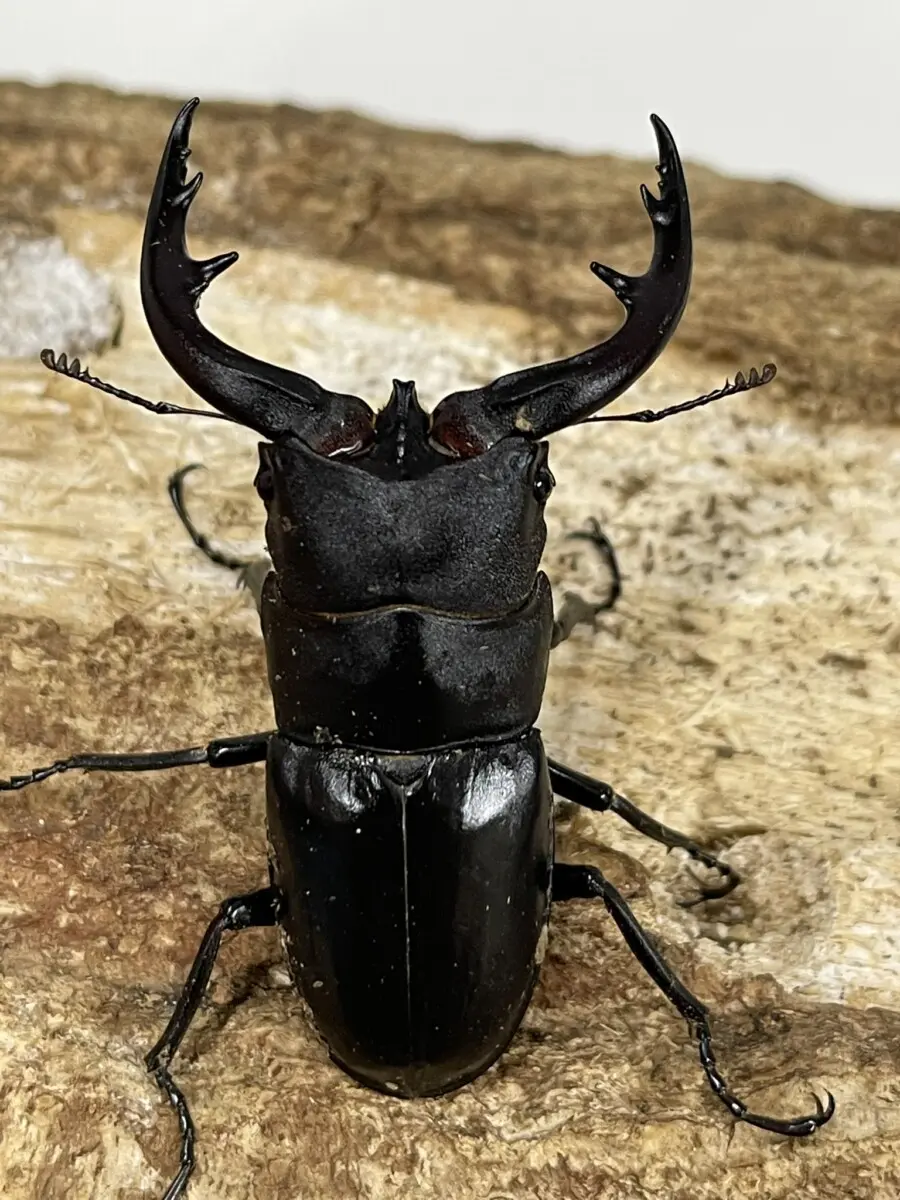 ゴホンヅノカブト ペア