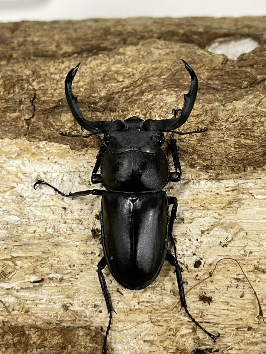 タイワンシカクワガタ 43ミリペア - クワガタ横丁
