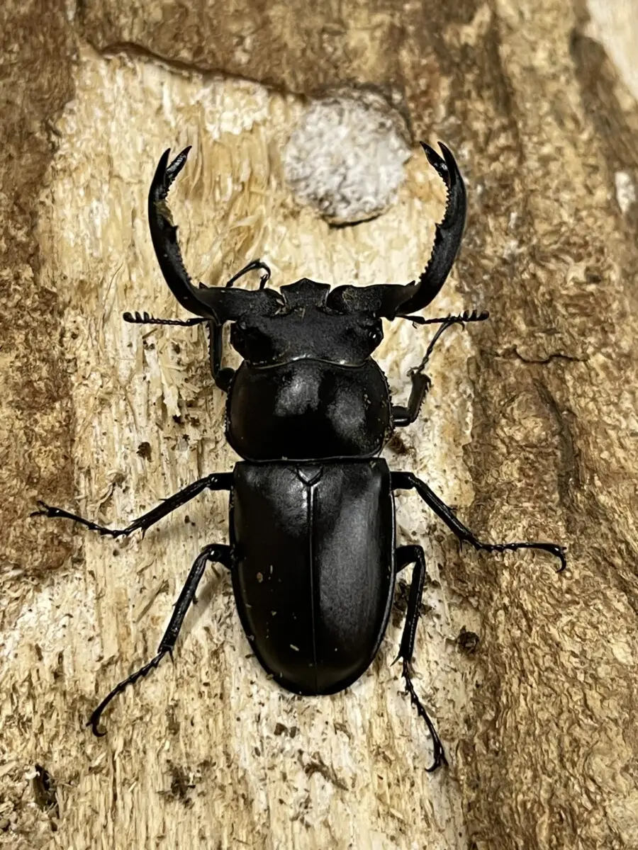 シカクワガタ - クワガタ横丁