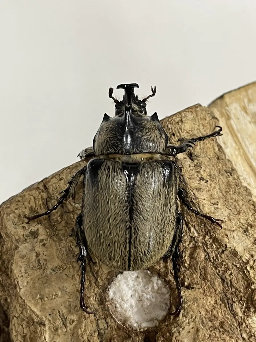 標本ブラジル産カブトムシ45ミリペア野外品 2018,12/15 新着WILD 南米ペルー便 PERU最大種 メガセラスsp
