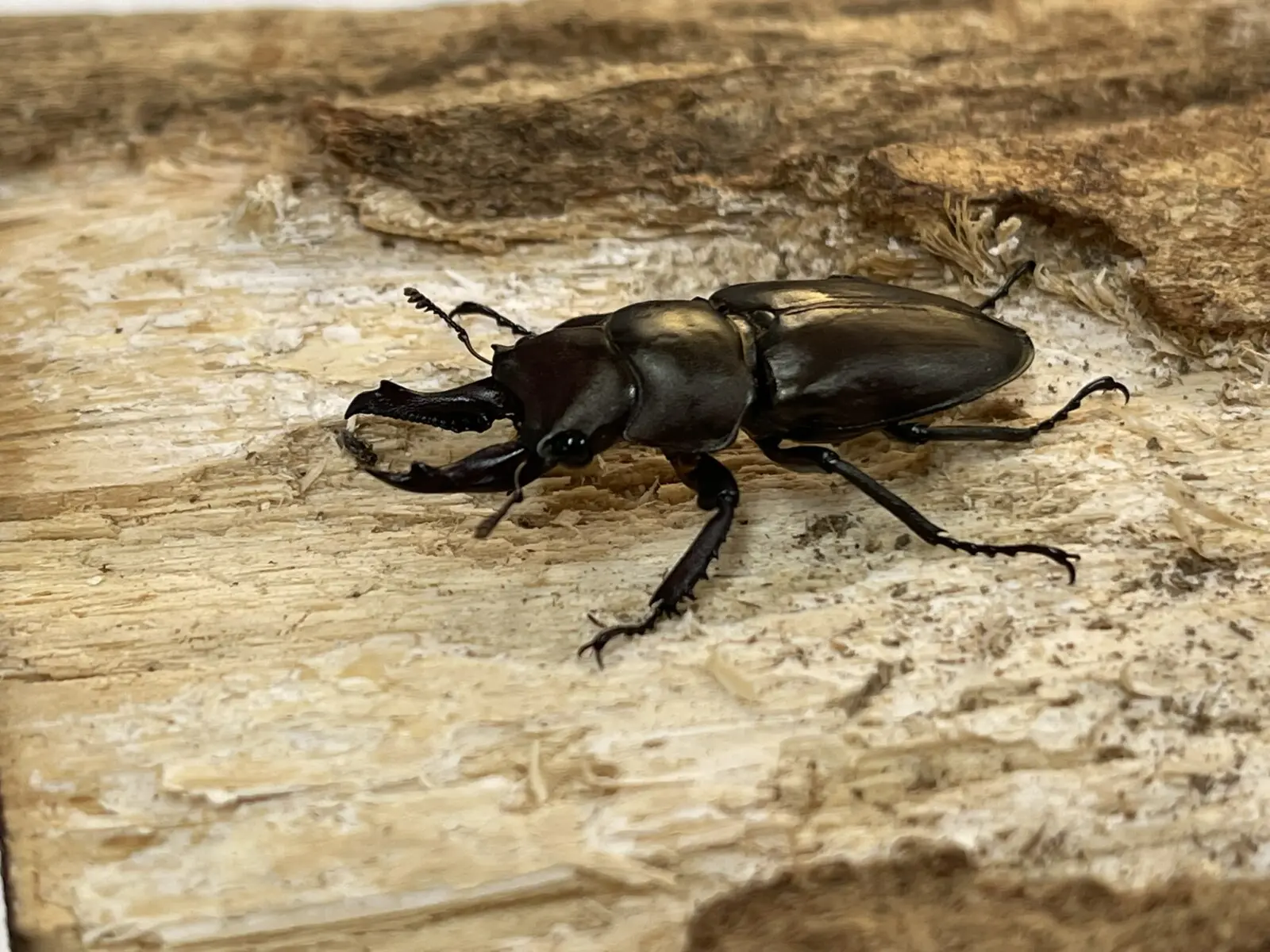 キンオニクワガタ 34ミリペア - クワガタ横丁