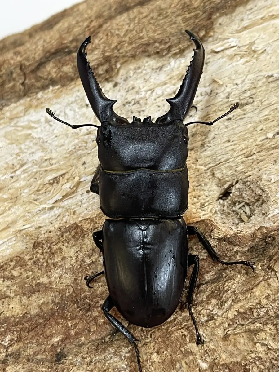 コロンビア産 ラミレスゾウカブト 92mm <0729z昆虫標本>