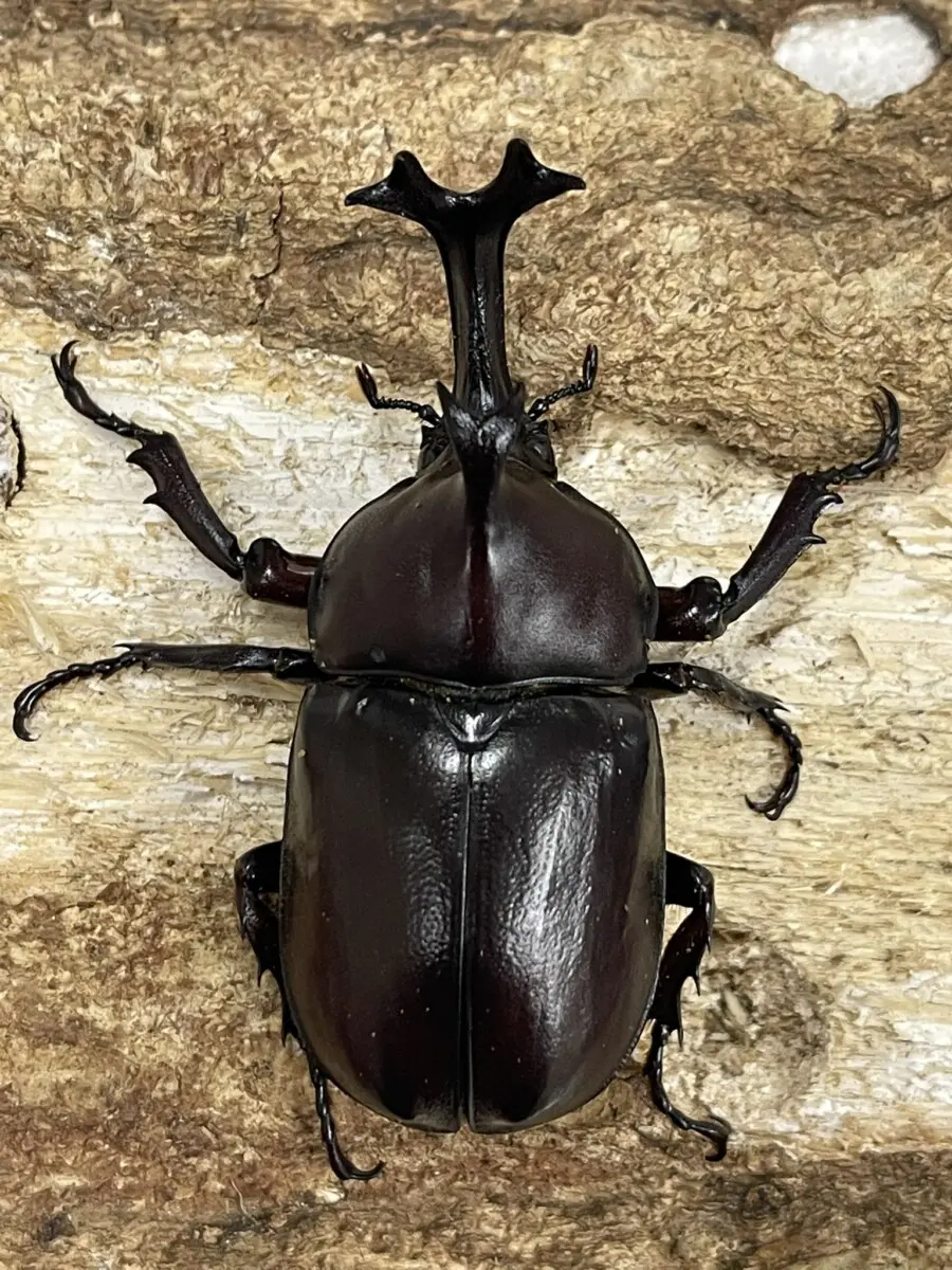 昆虫ブリードセット一式 ツチヤカブトムシ サイズフリーペア - クワガタ横丁
