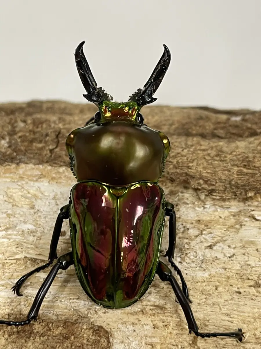 ニジイロクワガタ 53ミリペア - クワガタ横丁