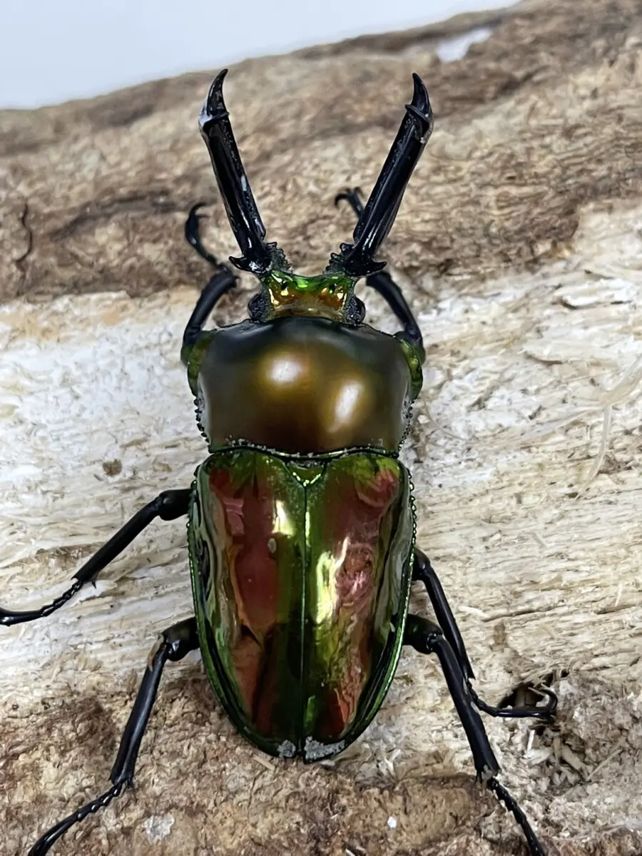 ニジイロクワガタ 52ミリペア - クワガタ横丁