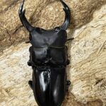 【別売り可能】1ペア オオムラサキ（四川省/中国） 国産オオクワ 久留米 81ミリペア '24 - クワガタ横丁